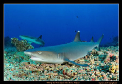 White tip reef shark. Took me a good 5 minutes to stalk t... by Kay Burn Lim 